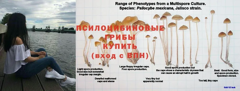 купить наркотики цена  Чехов  Галлюциногенные грибы Magic Shrooms 